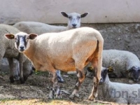Slovenskí vedci skúmajú biologické riziká jedla, ktoré zjeme