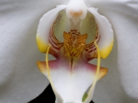 Poradňa múdrej sovy: Máte doma kvetinových upírov?