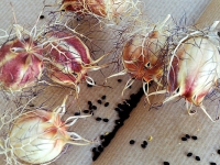 Jarné nôty - Černucha siata