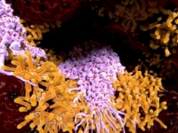 Slovenskí vedci prispeli k boju proti tuberkulóze