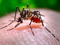 Experti potvrdili, že vírus Zika spôsobuje vrodené poruchy