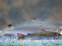 Ryba jménem „Frankenfish“! Kanada dala poprvé v historii zelenou geneticky modifikovanému lososovi, protesty nejsou nic platné
