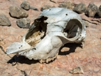 Zem zažíva najväčšie vymieranie druhov od čias dinosaurov