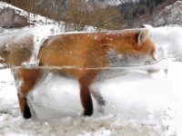 Poľovník varoval pred nebezpečenstvom, vystavil líšku v ľade