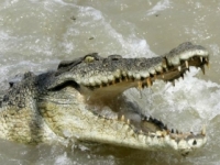 Muž sa brodil cez rieku, zabil ho krokodíl