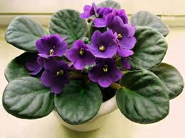 images__98_