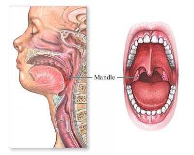 mandle